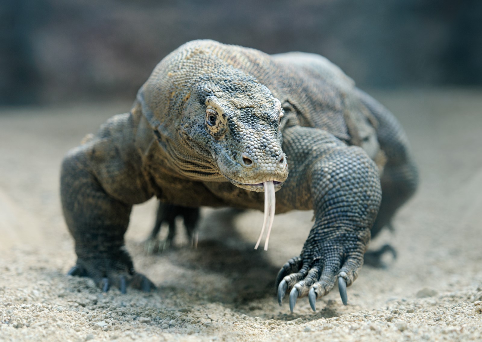 Komodo National Park Flores