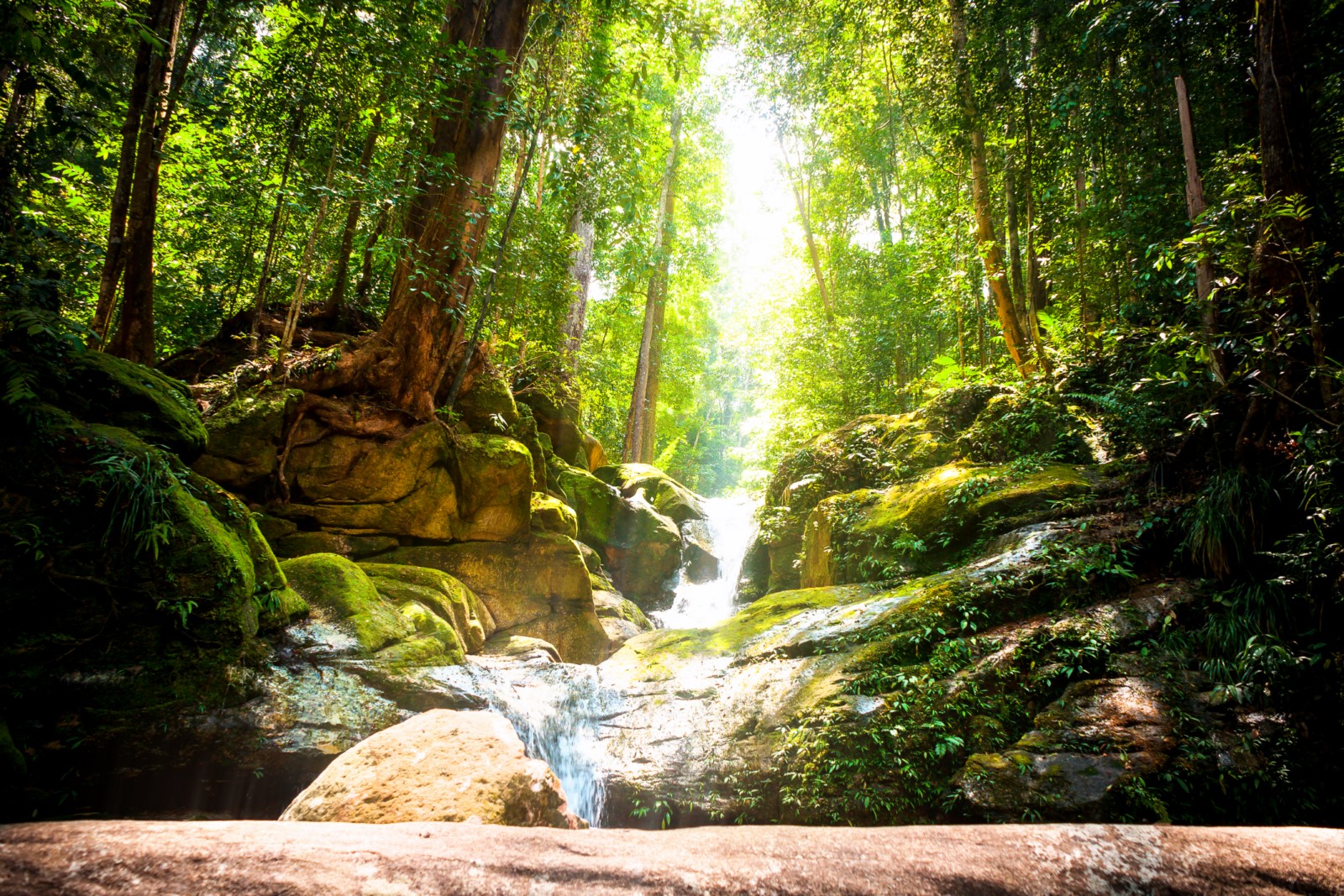 Borneo Rainforest