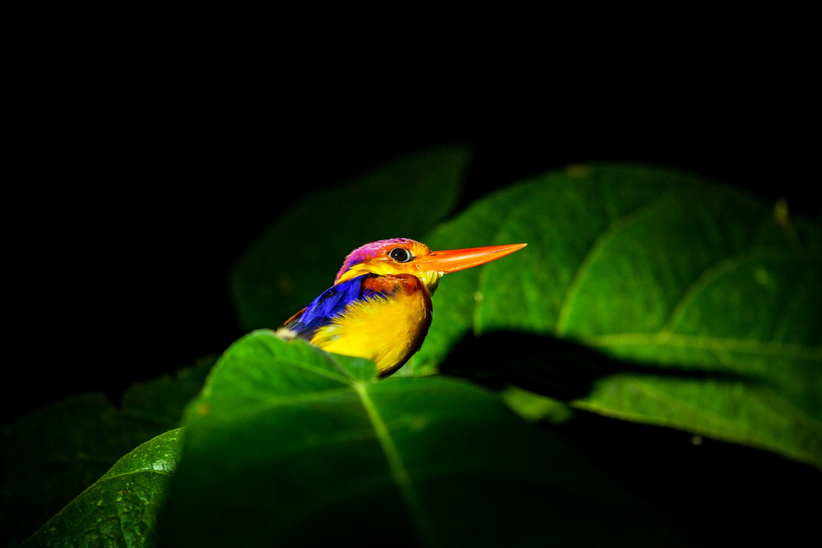 Wildlife Borneo