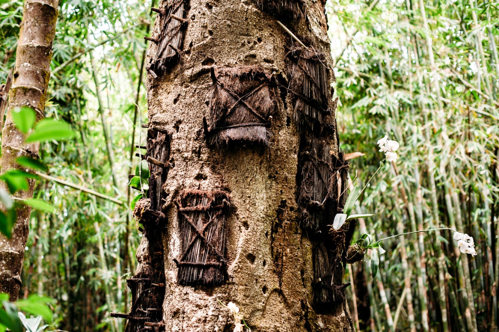 Funeral Tree Sulawesi