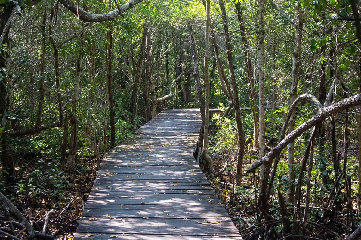 Trekking in the Karimunjawa mangrove forest